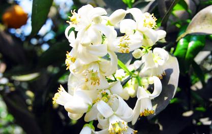 橙花香精