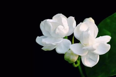 茉莉花香精